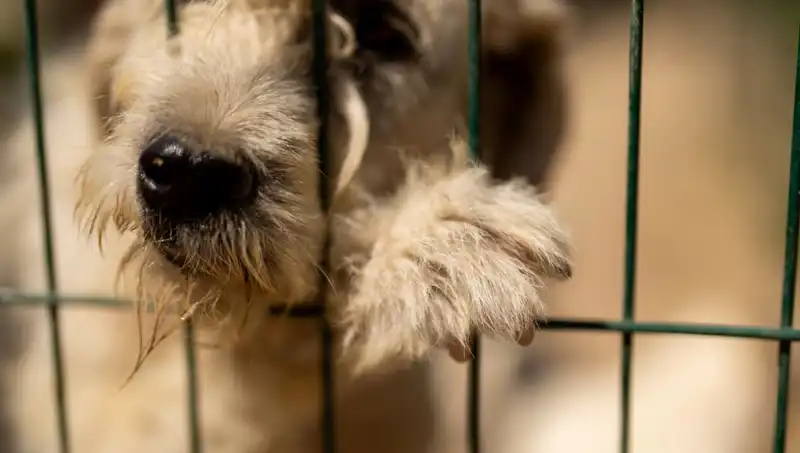 İş Stresinin Köpekler Üzerindeki Şaşırtıcı Etkileri