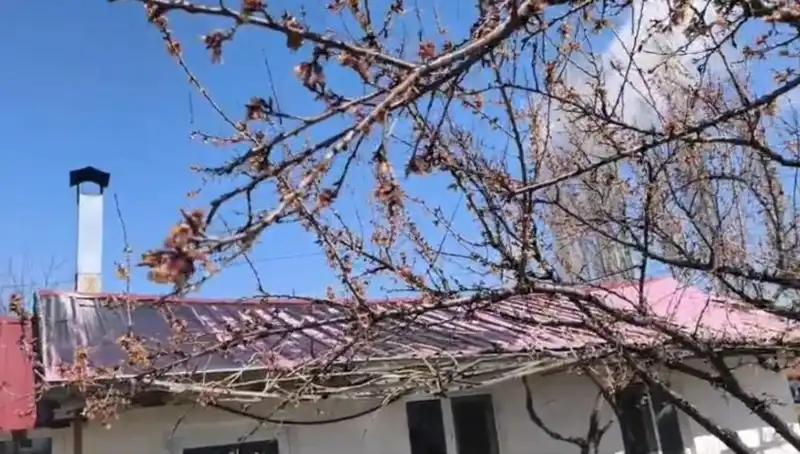 Bu Yılın Dondurucu Soğukları Kayısı Üreticilerini Tehdit Ediyor!