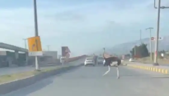 Trafikte Deve Kuşu Görüntüleri Herkesi Şaşırttı!