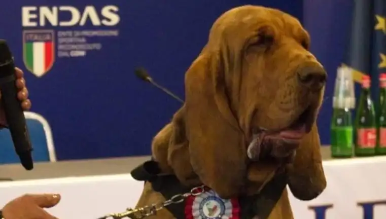 Arama Köpeğine Çivili Sosisle İnanılmaz Saldırı: Detaylar Şoke Ediyor