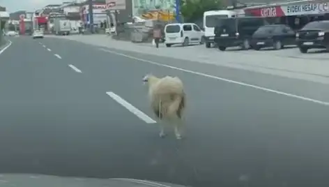 Yalova'da Kurbanlık Hayvan Kaçışı Trafikte Şok Etkisi Yarattı