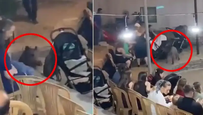 Düğün Salonuna Giren Yaban Domuzu, Davetlileri Korkuttu: O Anlar Kamerada
