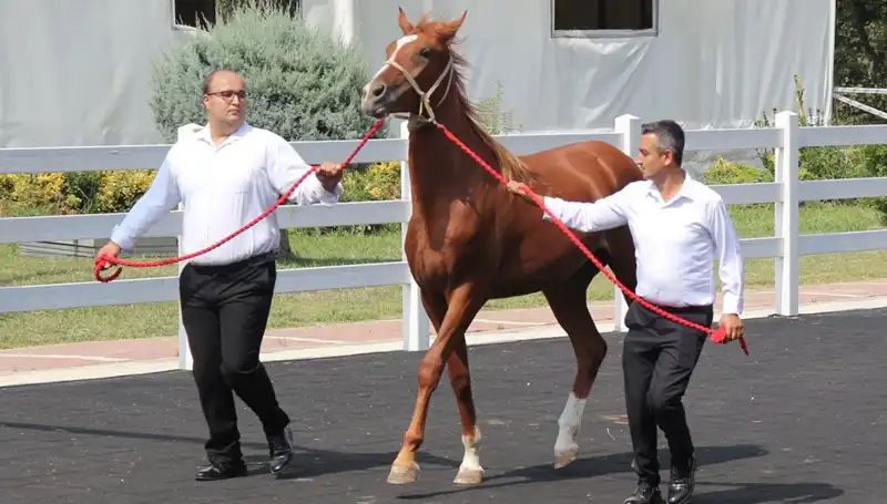 Taşkın Kral Rekorunu Kırdı: Yeraltı Dünyasında Heyecan Verici Gelişmeler