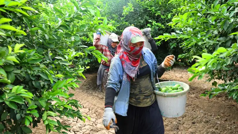 Marketteki Patates Fiyatları Düşüşe Geçiyor: Yeni Hasat Başladı!