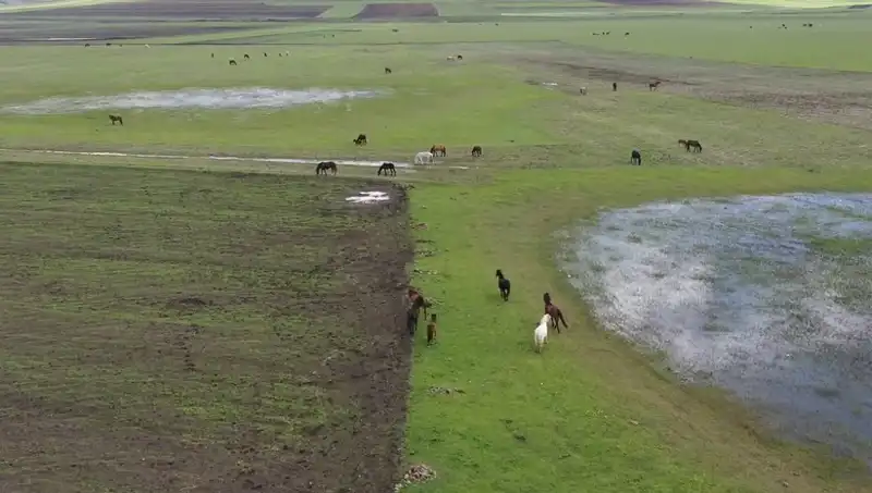 Kars'ın Büyüleyici Doğasında Yılkı Atlarının Görüntüleri Hayran Bıraktı