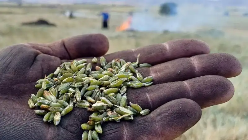 Bu Yazın Gözdesi: Firik İle Sağlıklı Lezzetler
