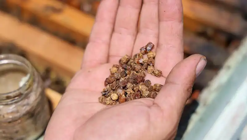Eskiden Çöpe Giden Yemek Artıkları, Şimdi 3 Bin TL’den Satışta!