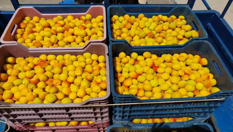 İlk Hasatın Şoku: Çiftçiler 500 TL'den Müşteri Buldu!