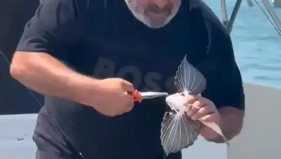 Saros Koyları'nda Nadir Görülen Kırlangıç Balığı Oltaya Takıldı
