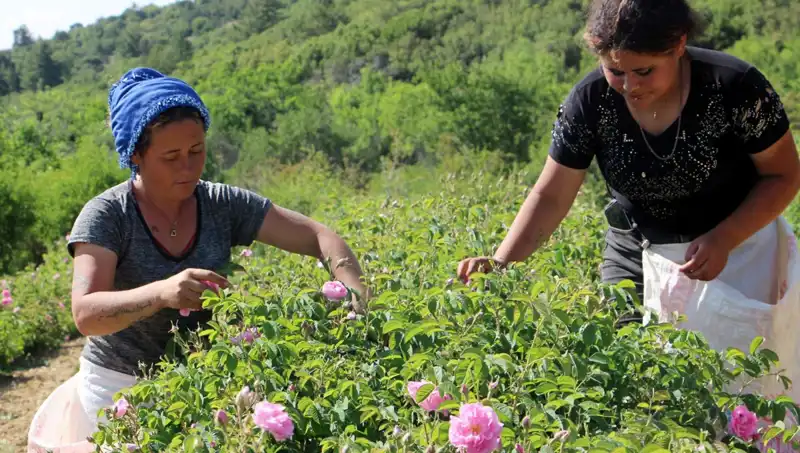 Zirai Don Nedenleriyle İlgili Çarpıcı Gelişmeler: Gül Üretimi Tehdit Altında!