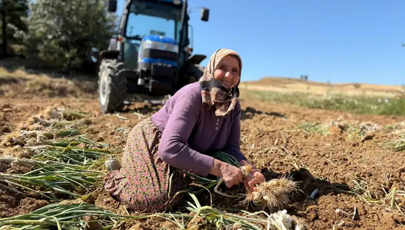 Tarımın Yıldızı: Selenyum Zengini Sebze Günü 1200 Lira!