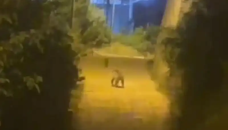 Gümüşhane’de Merkeze İnen Ayı, Vatandaşları Korkuttu!