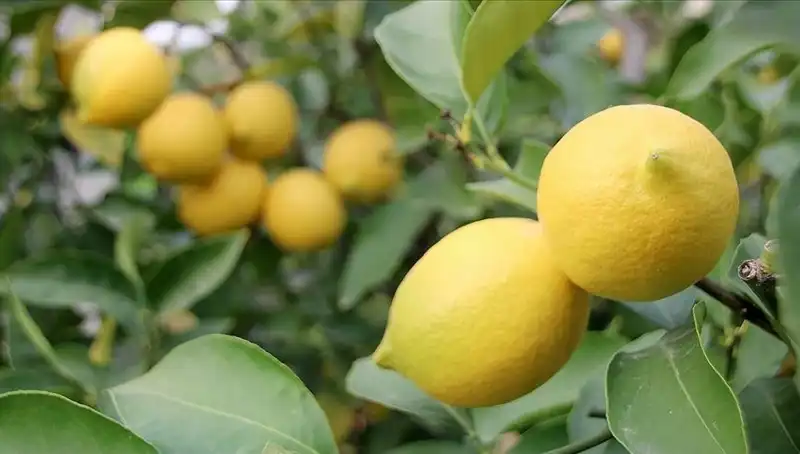 Limon Fiyatları Tavan Yaptı: Bir Adedi 24 Liraya Düştü!